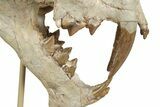 False Saber-Toothed Cat (Dinictis) Skull - South Dakota #236996-7